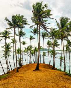 Mirissa coconut tree hill